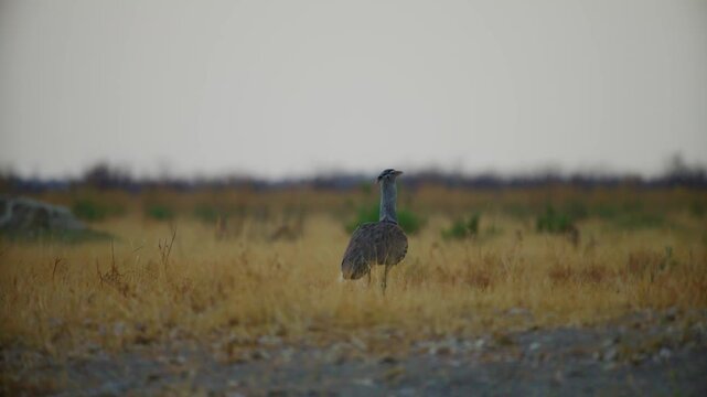 Footage of a beautiful kori bustard (Ardeotis kori) of safari in south africa.