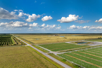 Obraz premium Farming and agriculture industry. Green agricultural field with growing crops in summer season
