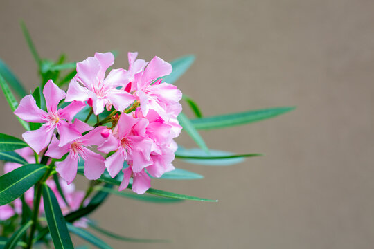 Pink oleander flowers,summer flowers on brown background.Nerium oleander,an ornamental evergreen shrub