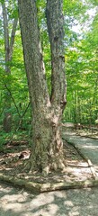 Fototapeta premium tree in the forest