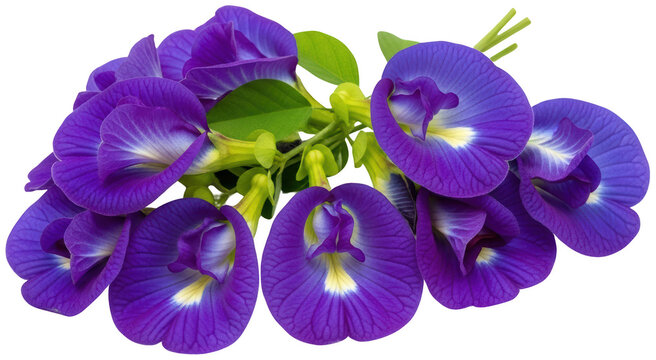 Vibrant purple butterfly pea png blue tea flower cutout clitoria ternatea png isolated transparent background image