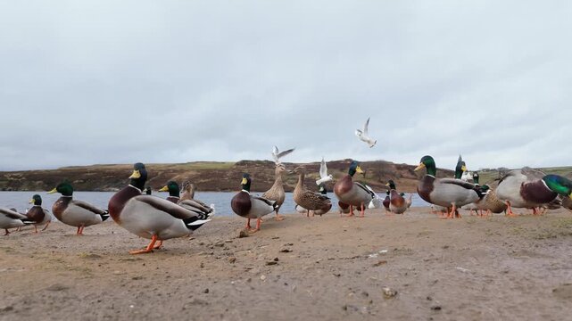 Wild ducks on the bank of a large lake on the Yorkshire Moors England. Waterbirds congregating along the shore in large numbers. Tame wildlife scene.