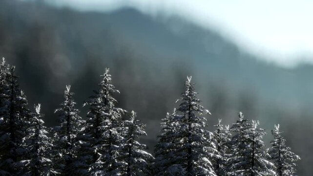 Snow covers the tops of tall trees in a mountain region. The sun shines through the clouds, creating a bright yet chilly atmosphere. This shows the beauty of winter in nature.