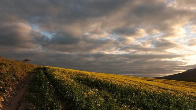 beautiful rolling fields of canola crops, Stanford, South Africa at sunset