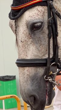 Macro view of horse head with bridle and bit before performance, purebred equestrian sport horse, detailed texture of hair and leather tack, vertical, 4K.