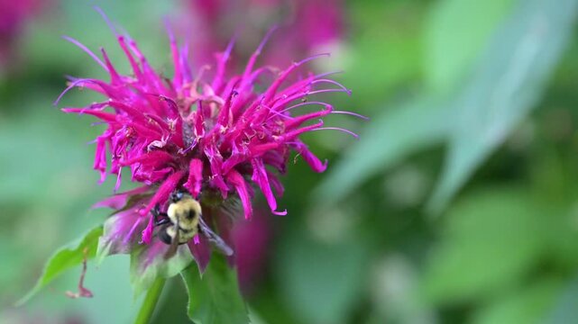 Closeup video of a bumblebee (Bombus) collecting nectar from a vibrant pink bee balm (Monarda) flower in a lush summer garden. Environment theme