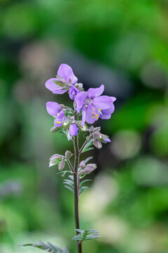 Jakobsleiter (Polemonium)
