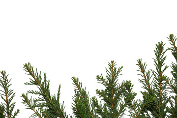 Fototapeta premium Fir branches creating a festive border on a transparent background, symbolizing christmas, winter, and nature