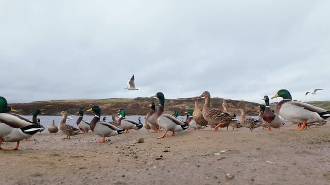 Wild ducks on the bank of a large lake on the Yorkshire Moors England. Waterbirds congregating along the shore in large numbers. Tame wildlife scene.