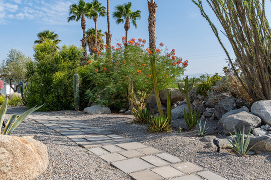 Desert Garden Pathway with Cactus and Palm Trees