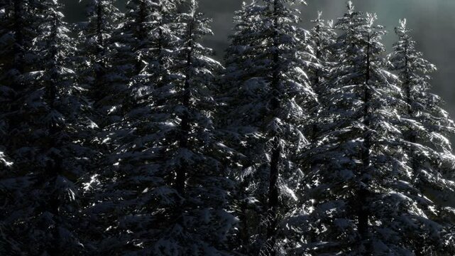 Snow covers the branches of tall trees in a forest. Dark clouds fill the sky, creating a cool atmosphere. The scene shows nature in winter, highlighting the beauty of the season.
