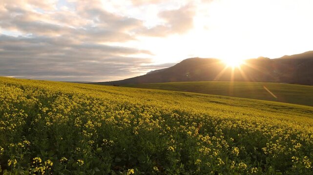 beautiful rolling fields of canola crops, Stanford, South Africa at sunset