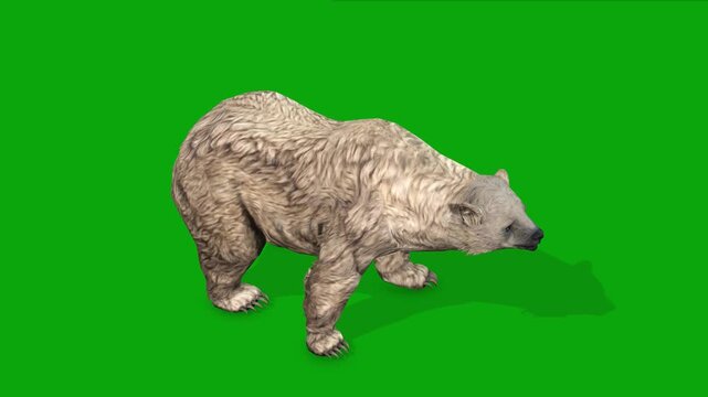 4k polar bear idle top view loop animation isolated on Green Screen, 3D white bear attention standing rendering on the chroma key, Scientific name Ursus maritimus, easy to remove background