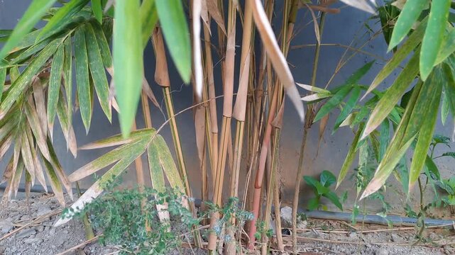 4K footage of young bamboo plants and small bamboo forest with green leaves. Natural wood texture background. Symbol of sustainability, eco, nature, growth, environment and organic material.