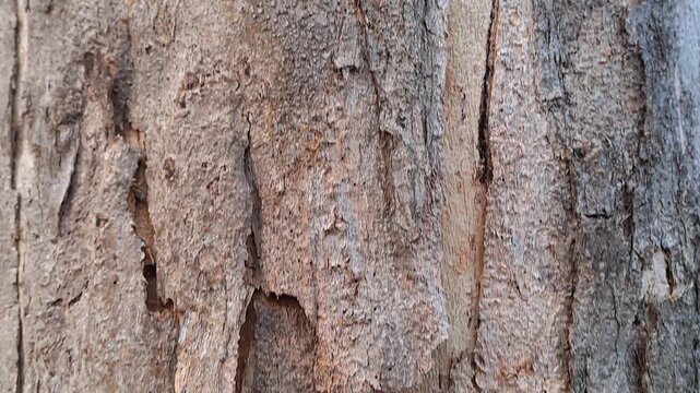 4K close up footage of rough tree bark texture with top down camera movement. Detailed natural wood surface background. Perfect for texture, nature, organic, rustic, background and design overlay.