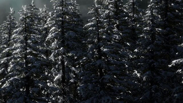 Tall trees with snow cover stand in a forest. The dark sky creates a gloomy atmosphere. It is winter and the scene looks cold and still. The snow coats the branches and ground.