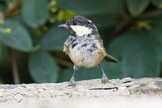 Coal Tit Stood On Edge Of Bird Bath - 241F8300