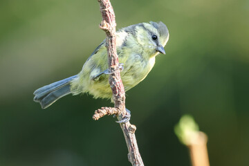 Blue Tit Juvenile On Branch - 241F8335 © Hizglebe