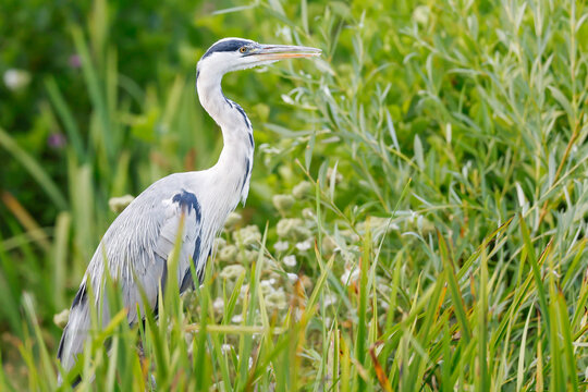 Grey Heron In Vegetation - _S5B2409