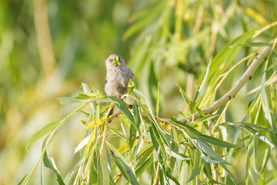American bushtit bird