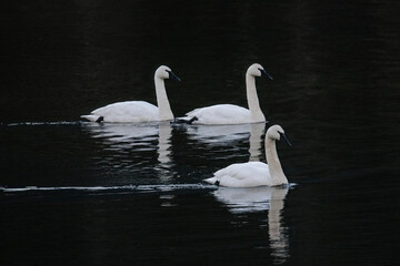 Trumpeter swan bird © Feng Yu