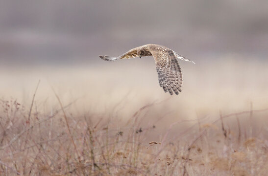 Northern harrier bird
