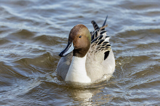 Northern Pintail duck