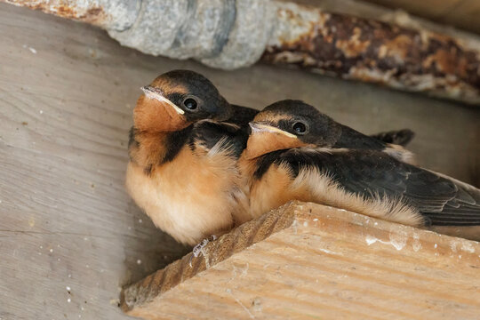 barn swallow nest
