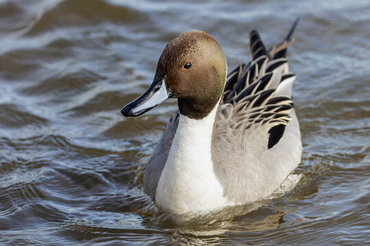 Northern Pintail duck