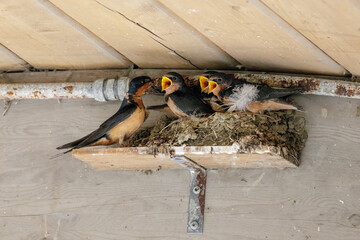 barn swallow nest © Feng Yu