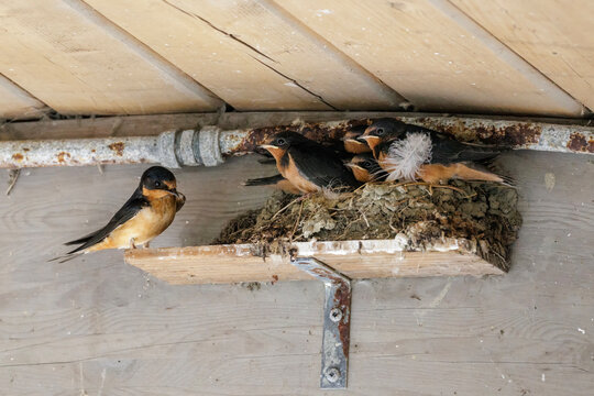 barn swallow nest