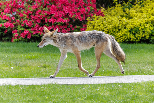 Coyote