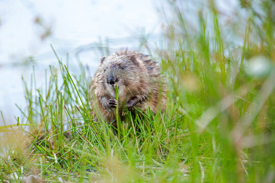 muskrat
