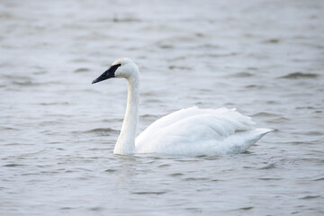 Fototapeta premium Trumpeter swan bird