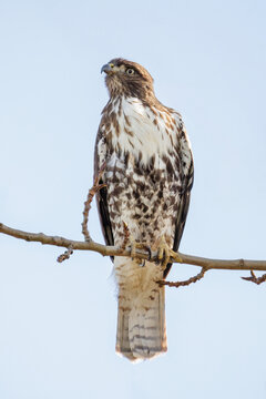 Red tailed hawk bird