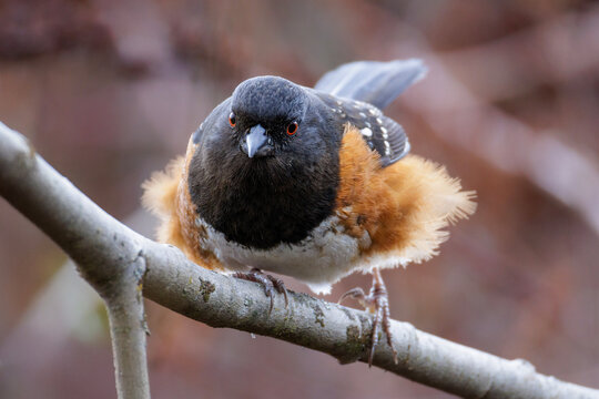 Spotted towhee bird