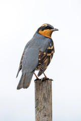 Fototapeta premium Varied thrush bird