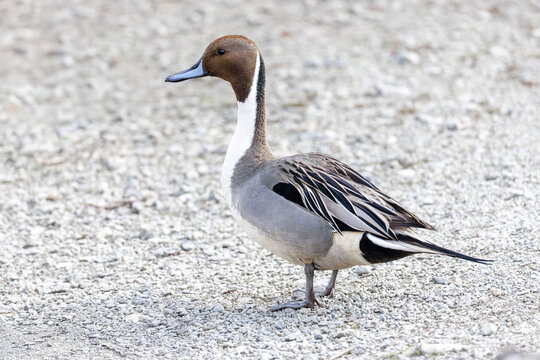 Northern Pintail duck