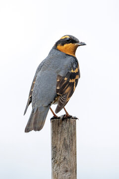 Varied thrush bird