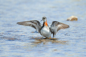Fototapeta premium Red necked Phalarope