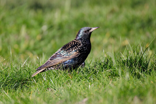 European Starling bird