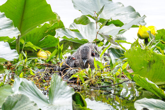 Pied billed Grebe baby nest