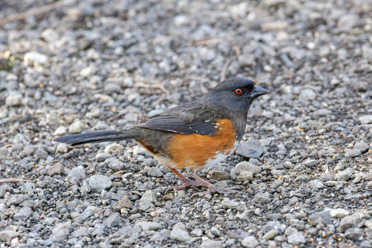 Spotted towhee bird