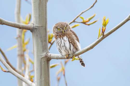 Northern pygmy owl bird