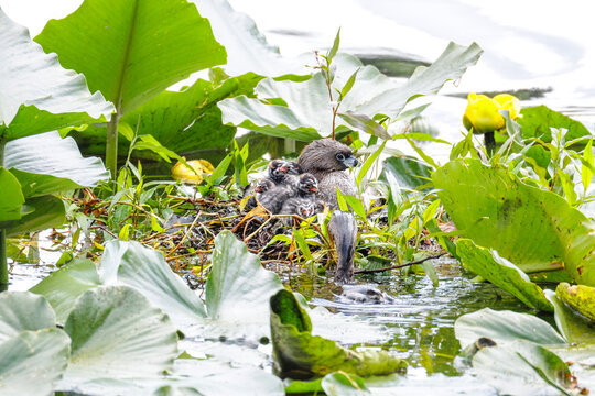Pied billed Grebe baby nest