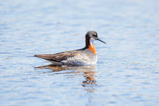 Red necked Phalarope