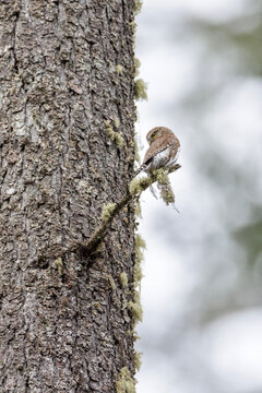 Northern pygmy owl bird