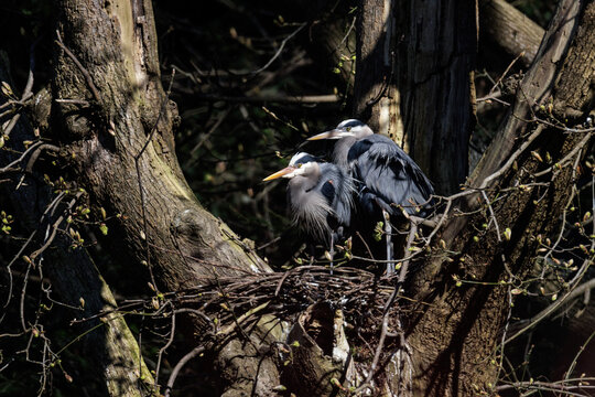 Great blue heron