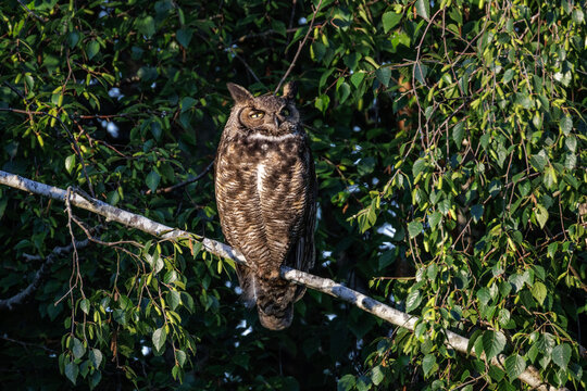 Great horned owl