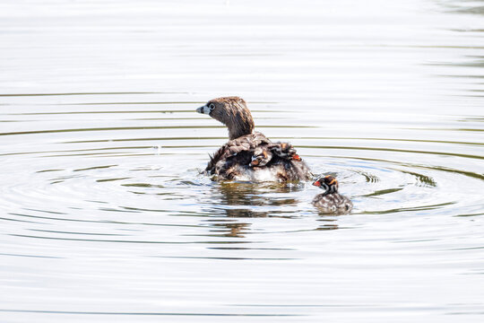 Pied billed Grebe baby
